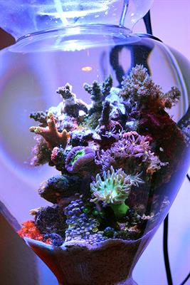 The Art of Aquarium Keeping Communicates Science and Conservation